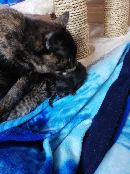 "Spayed" cat is pregnant - help!