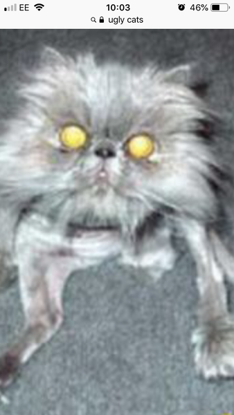 To wonder if Momo actually exists