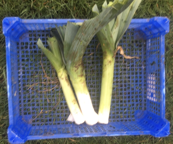 Allotment?Veg Patch Thread 13! Are we weathering the weather?