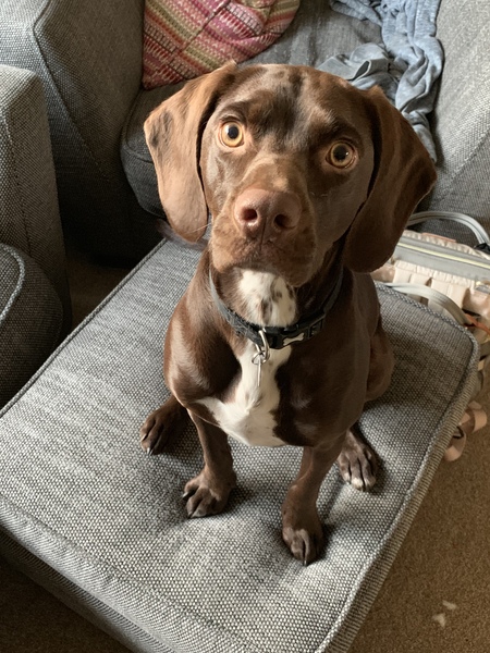 Who fancies a dog photo thread!