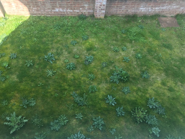 Help! What do I do with these weeds?