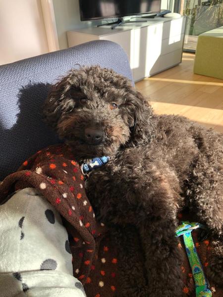 Genuinely interested - why all the poodle crosses? What puts people off a ‘proper’ poodle?
