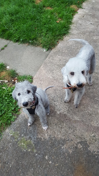 Genuinely interested - why all the poodle crosses? What puts people off a ‘proper’ poodle?