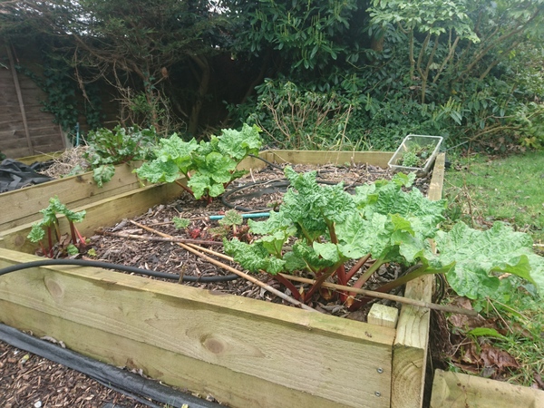Allotment?Veg Patch Thread 13! Are we weathering the weather?