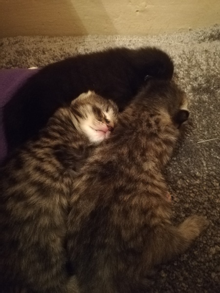 "Spayed" cat is pregnant - help!