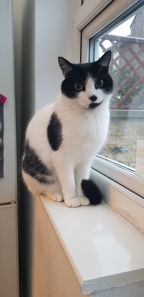 Whats your Cats name?