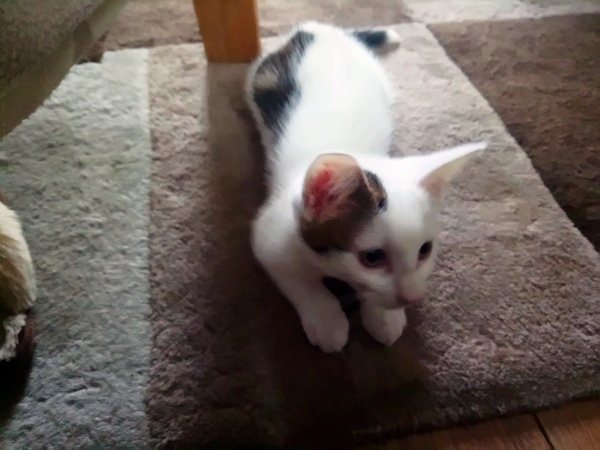 Whats your Cats name?