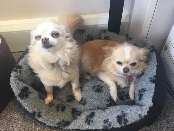 Chihuahuas Stolen - Hinckley, Leicestershire