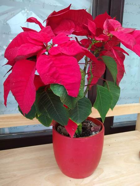 Is it unusual for my Christmas poinsettia is still very much alive?