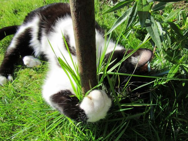 Westminstenders: Happy Brexit Day!