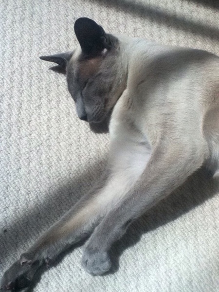 Westminstenders: Erskine Mayhem