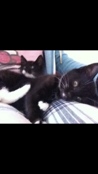 I want a cat, but how do I make sure I get one that’s not an arsehole?