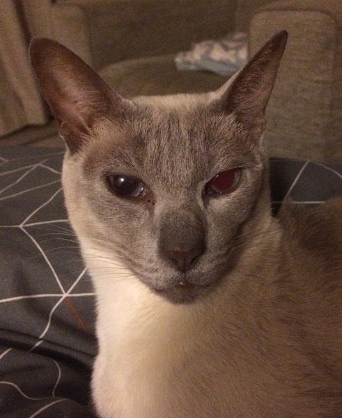 Westminstenders: Indicative Crossiants