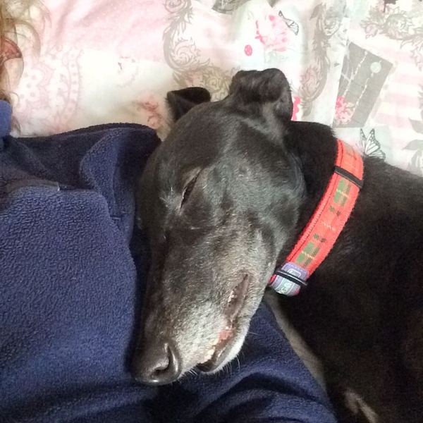 Come and tell me about your pointy hound and children please .