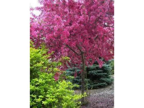 Recommend me a tree please