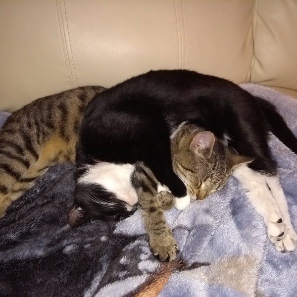 Whats your Cats name?
