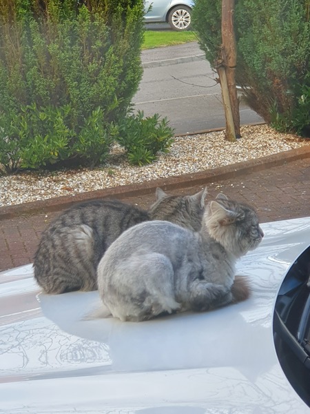 Matted hair - long-haired cats