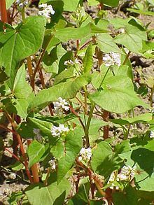 Is this Japanese knotweed?!