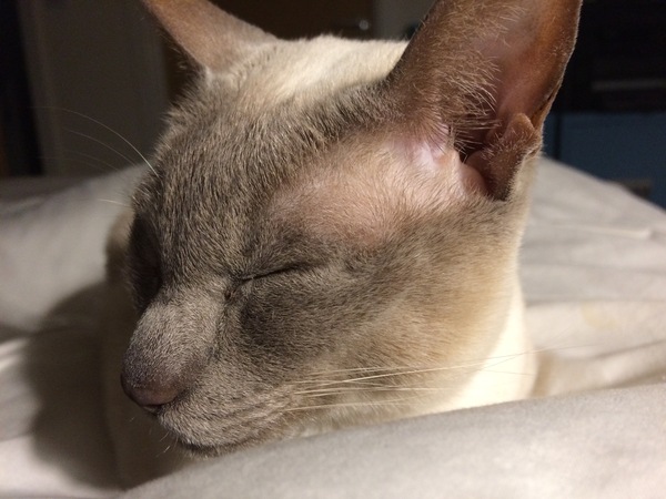 Westminstenders: Happy Brexit Day!