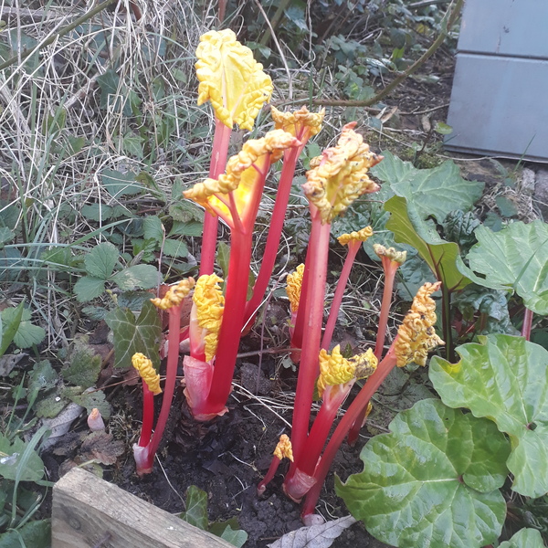 Allotment?Veg Patch Thread 13! Are we weathering the weather?