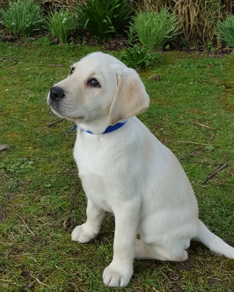 New puppy - name ideas please?
