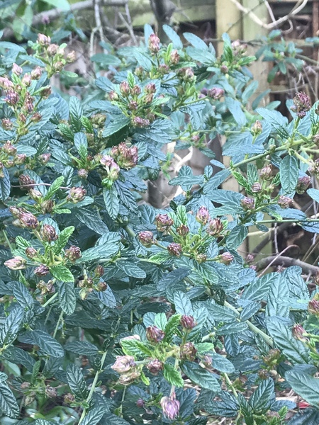 Tree identification