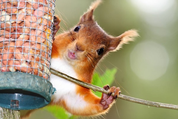 Let’s have a laugh😀!What would be your ‘spirit animal’?