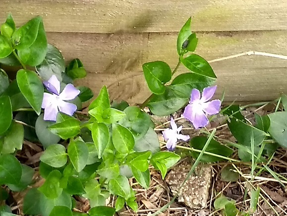 What is this flower please?
