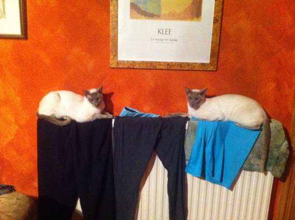 Westminstenders: Screaming at the TV.