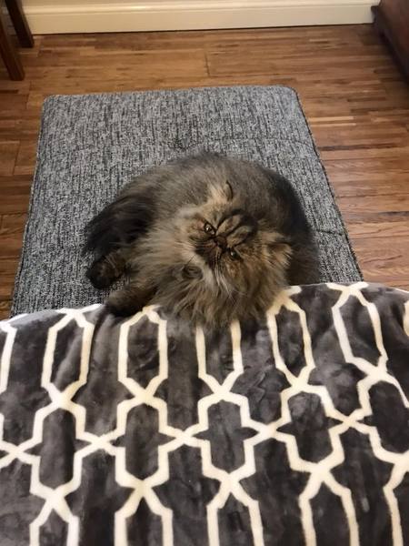 To be really creeped out by my cat?