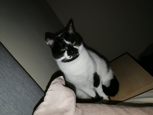 Whats your Cats name?