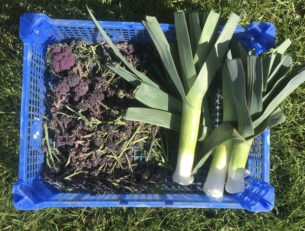 Allotment?Veg Patch Thread 13! Are we weathering the weather?