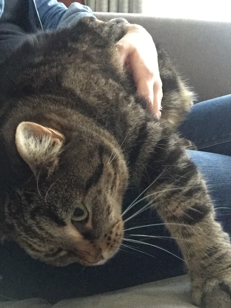 I want a cat, but how do I make sure I get one that’s not an arsehole?