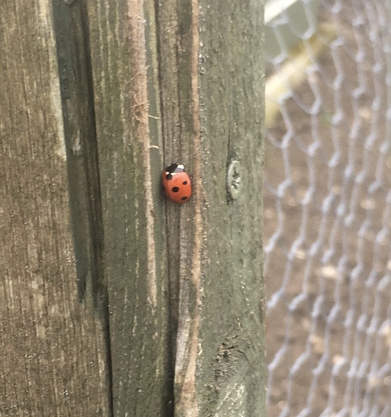 Allotment?Veg Patch Thread 13! Are we weathering the weather?