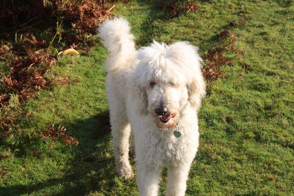 Genuinely interested - why all the poodle crosses? What puts people off a ‘proper’ poodle?