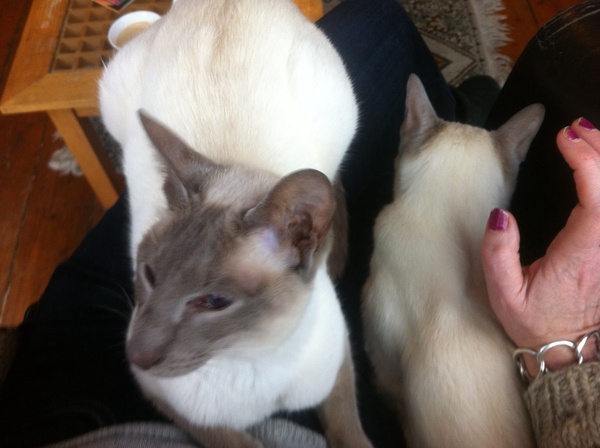 Westminstenders: Pragmatism versus Purity