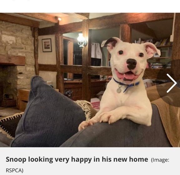 Remember Snoop? (Dog abandoned around Xmas)