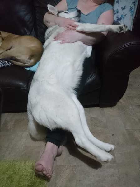 To think I'm not 'cruel' to my dog because he's not allowed on the sofa?