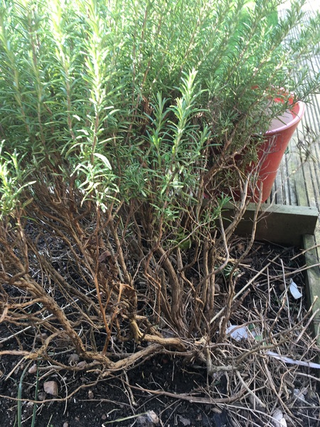Is this Rosemary plant salvageable?
