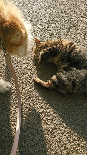 To be really creeped out by my cat?