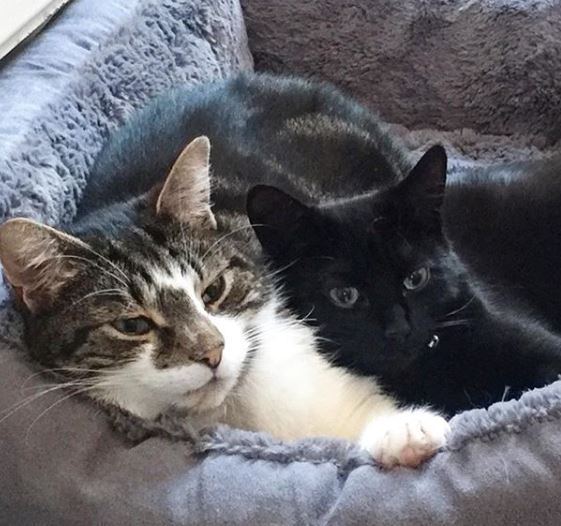 To be really creeped out by my cat?