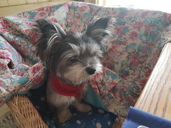Who fancies a dog photo thread!