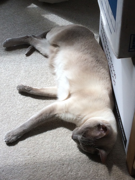 Westminstenders: And I neeeedddd moreeeee timeeeeee!