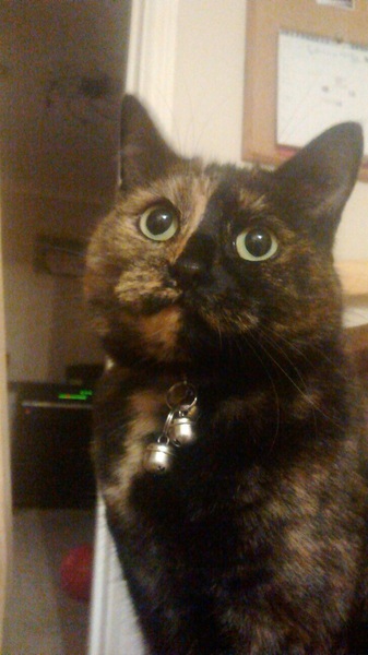 "Spayed" cat is pregnant - help!