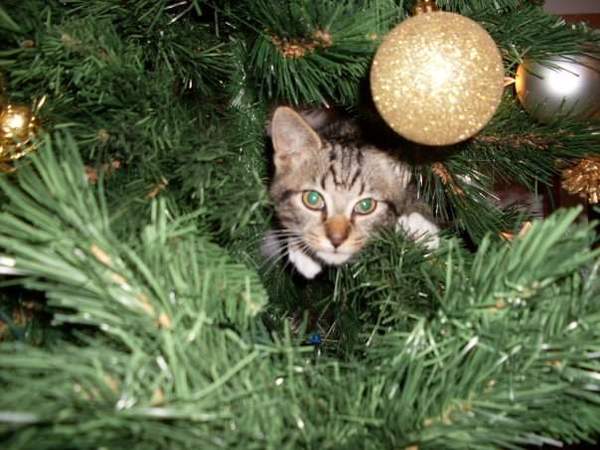 I want a cat, but how do I make sure I get one that’s not an arsehole?