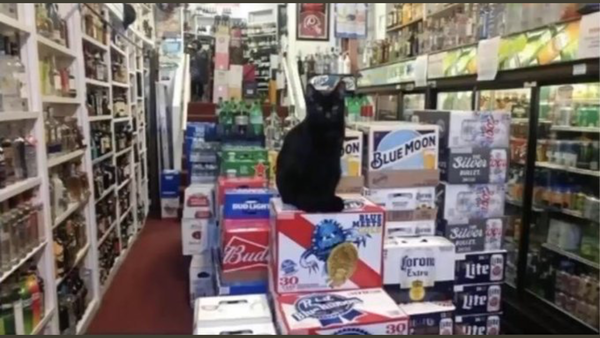 Westminstenders: Flextension