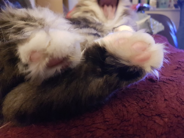 Toe beans