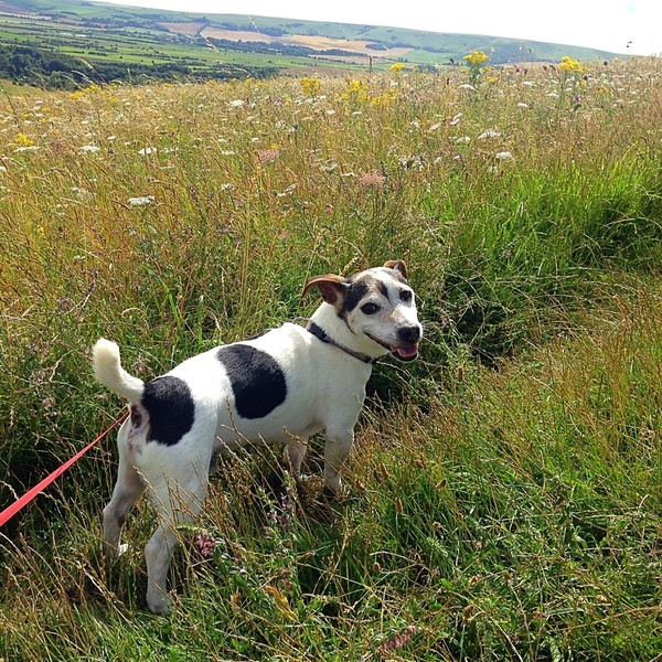 My dog has died this morning.