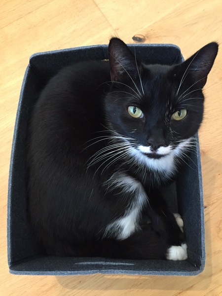 Westminstenders: Happy Brexit Day!