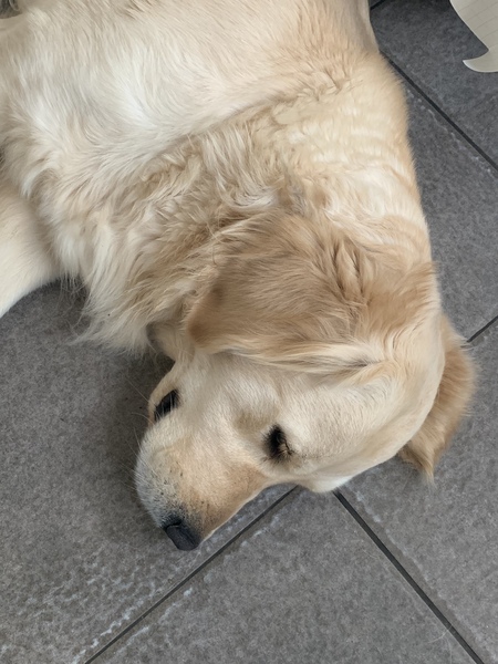 Golden Retriever puppy... come at me with all your best advice, warnings and thoughts please!
